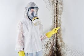 Best Basement Mold Removal  in Stephens City, VA